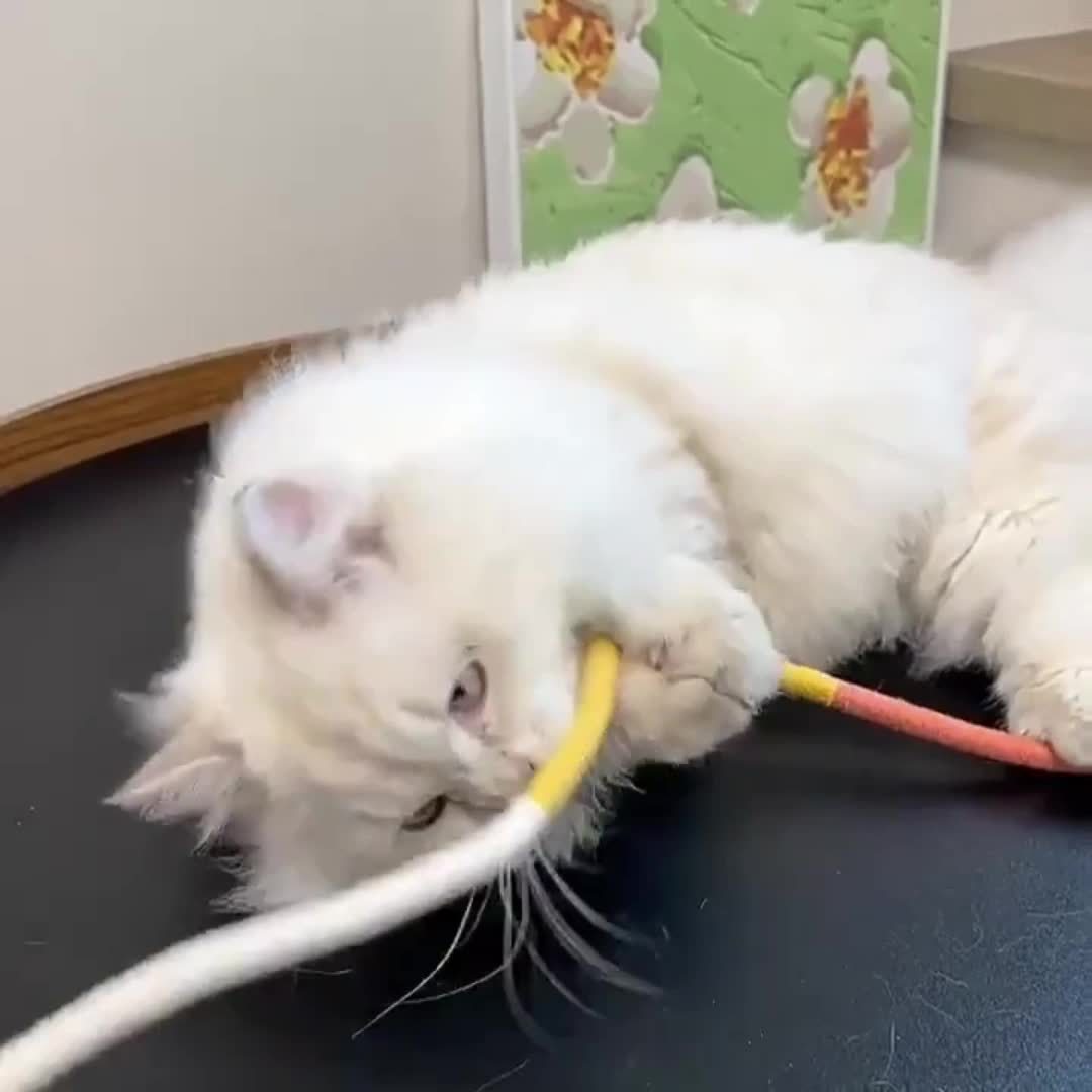 Cat Bite Rope Toy - 1 piece